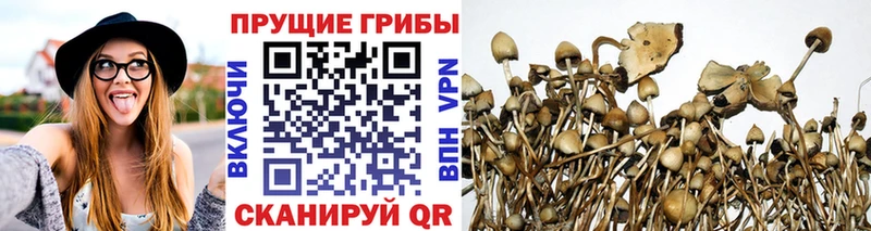 Псилоцибиновые грибы мухоморы  Купить закладки  Курильск 